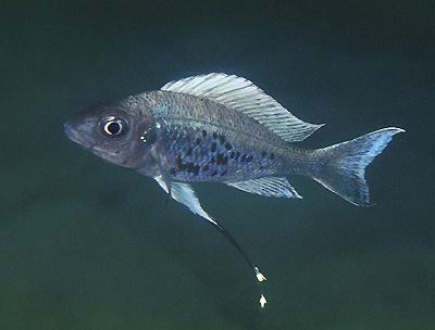 Ophthalmotilapia ventralis 'Kasakalawe'
